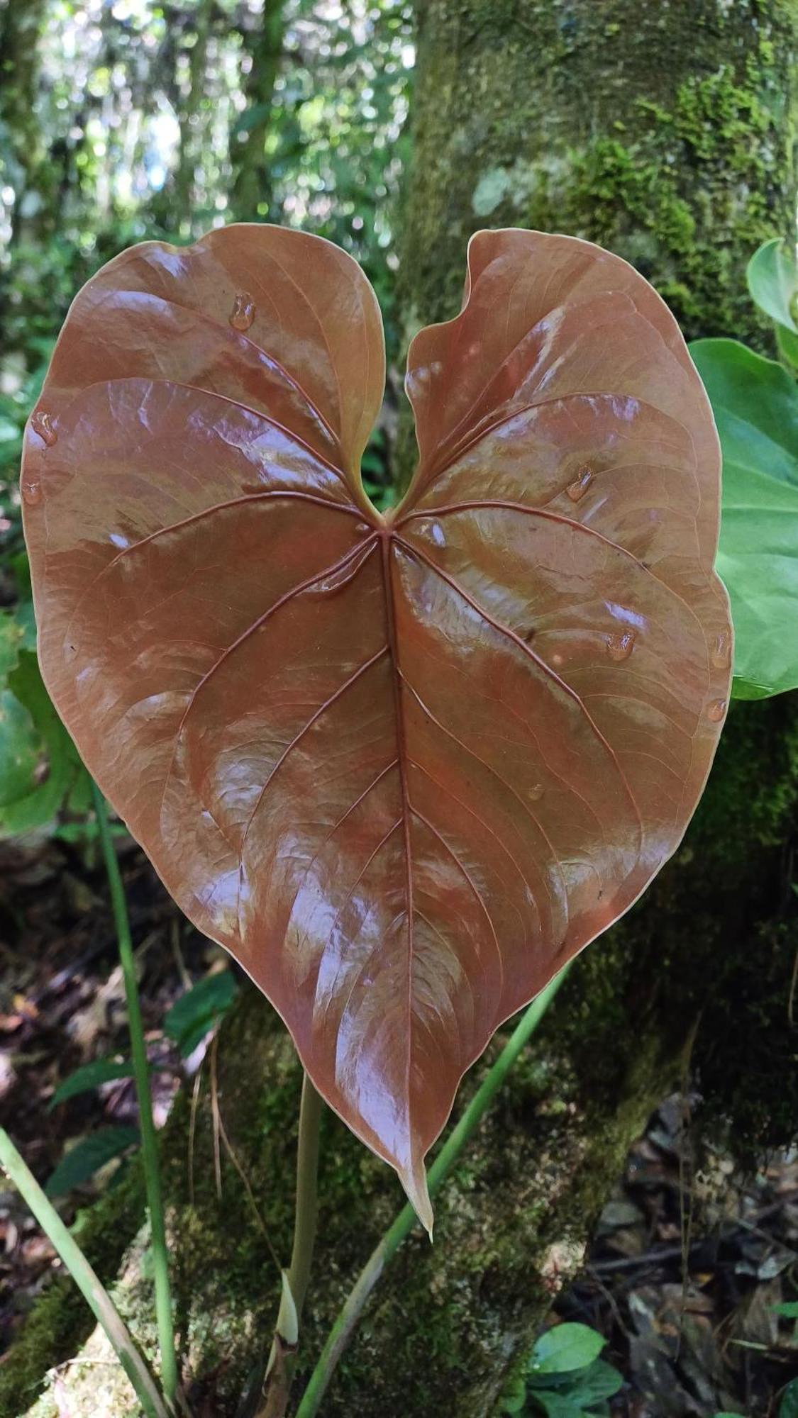 Paraiso Verde Chijou 외부 사진